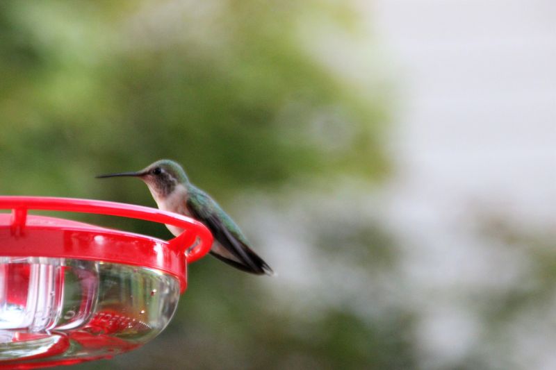 Datei:00 Platzhalter Kolibri.jpg